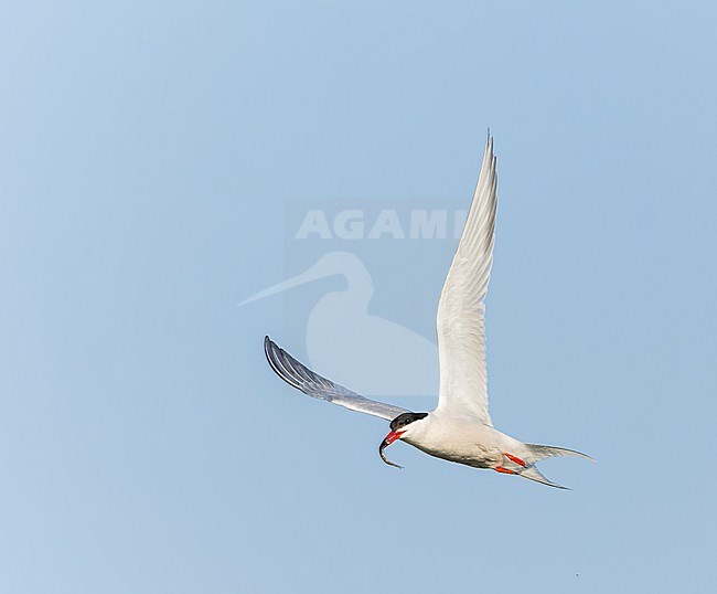 Adult Common Tern, Sterna hirundo, in flight. Fishing in the old Rhine outlet in the North Sea at Katwijk, Netherlands. stock-image by Agami/Marc Guyt,