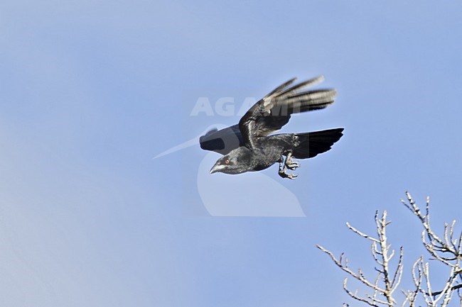 Witnekkraai in vlucht, White-necked Crow in flight stock-image by Agami/Dubi Shapiro,