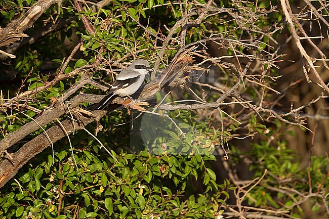 Adult Biskra Southern Grey Shrike (Lanius meridionalis elegans) perched on a bush in Morocco. stock-image by Agami/Ralph Martin,