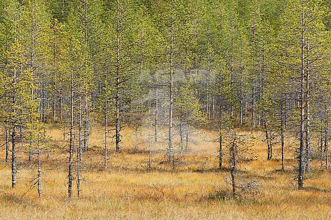Taiga forest in northern Finland. stock-image by Agami/Caroline Piek,