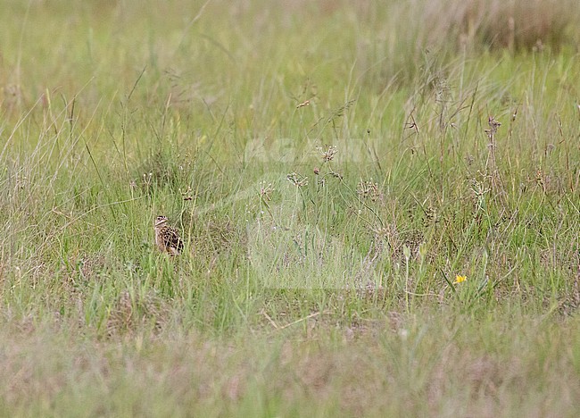 Rudd's Lark (Heteromirafra ruddi) in South Africa. A species of  high-altitude grassland. It is threatened by habitat loss. stock-image by Agami/Pete Morris,