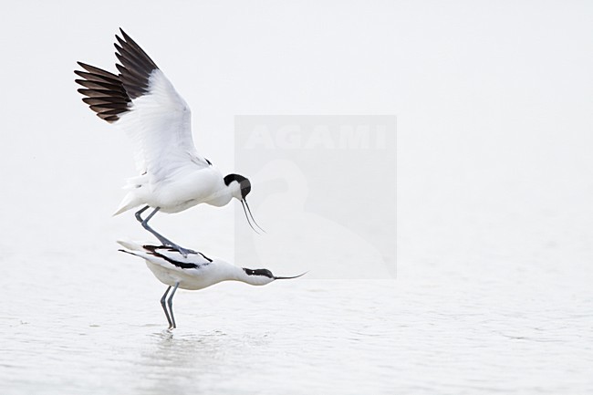 Kluten parend; Pied Avocets mating stock-image by Agami/Menno van Duijn,