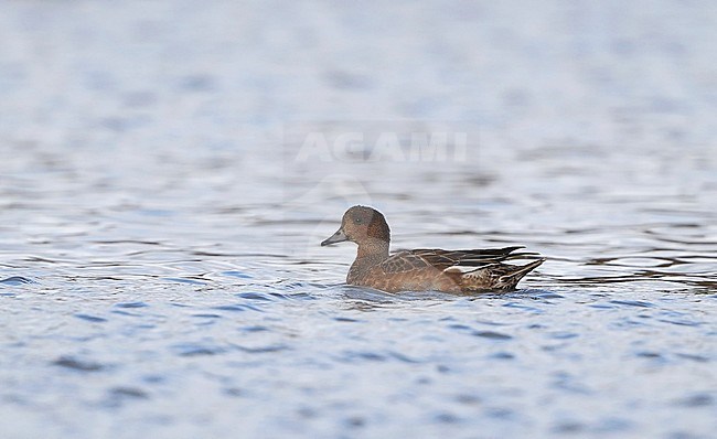 First-winter European Wigeon (Anas penelope), swimming in a lake at Vallensbæk in Denmark. stock-image by Agami/Helge Sorensen,