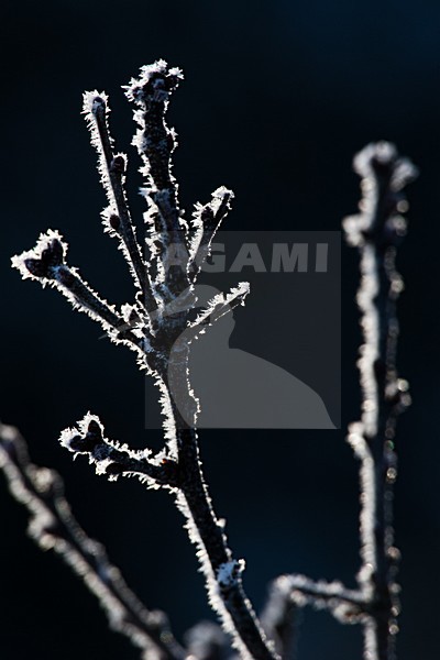 Bevroren takken, Branches with frost stock-image by Agami/Menno van Duijn,