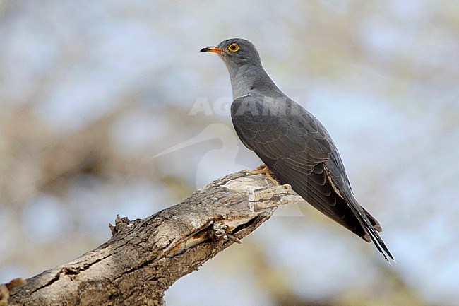 Perched African Cuckoo (Cuculus gularis) in Etosha, Namibia. stock-image by Agami/Jacob Garvelink,