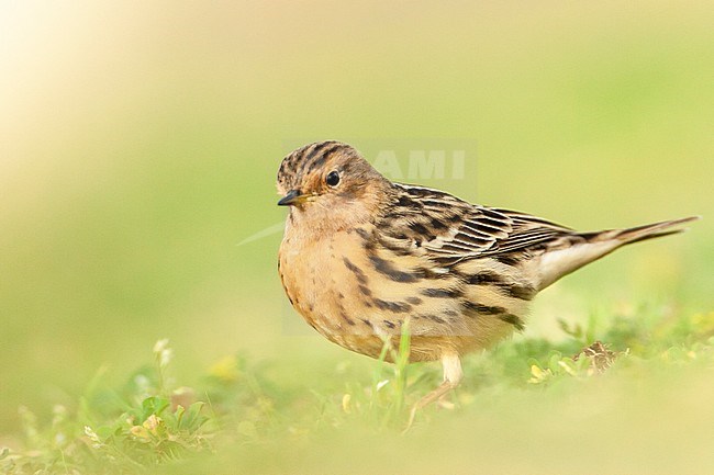 Adult Red-throated Pipit (Anthus cervinus) during spring migration in Eilat, Israel stock-image by Agami/Marc Guyt,