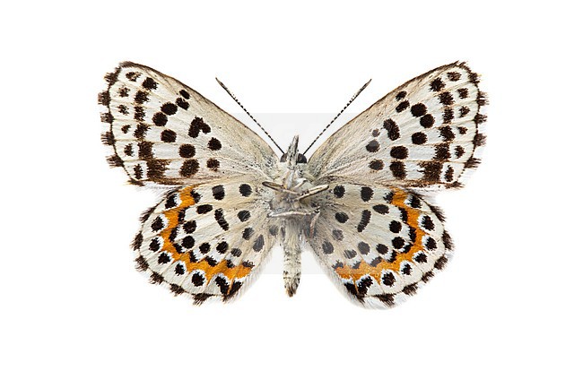 Vetkruidblauwtje, Chequered Blue, Scolitantides orion stock-image by Agami/Wil Leurs,