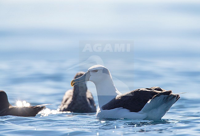 Adult White-capped Albatross (Thalassarche steadi) swimming in the pacific ocean off Kaikoura, South Island, New Zealand. Photographed with backlight. stock-image by Agami/Marc Guyt,