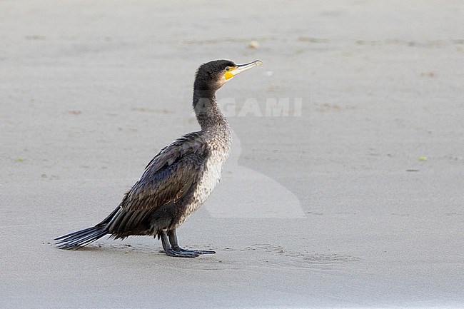 Great Cormorant (Phalacrocorax carbo sinensis), side view of a juvenile standing on the sand, Campania, Italy stock-image by Agami/Saverio Gatto,
