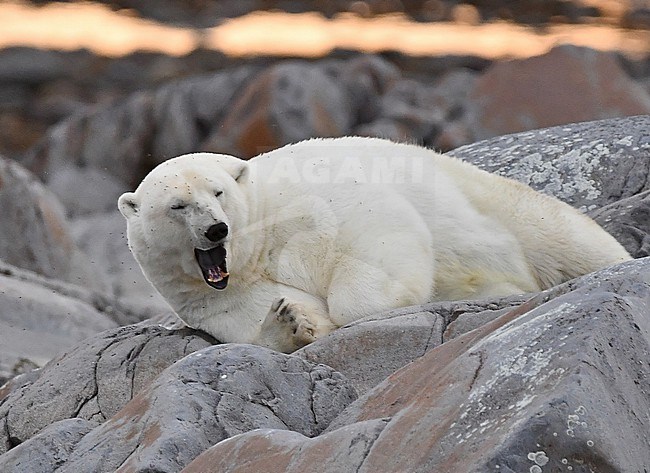 When ice finally disappears at the Hudson Bay in July Polar Bears swim to the coastline. After a well deserved rest after a 7 miles swim they hang around or migrate north. If they pass the town of Churchill they are chased away from the houses for obvious security reasons. 

This was one of the first Polar Bears of the 2019 season. stock-image by Agami/Eduard Sangster,