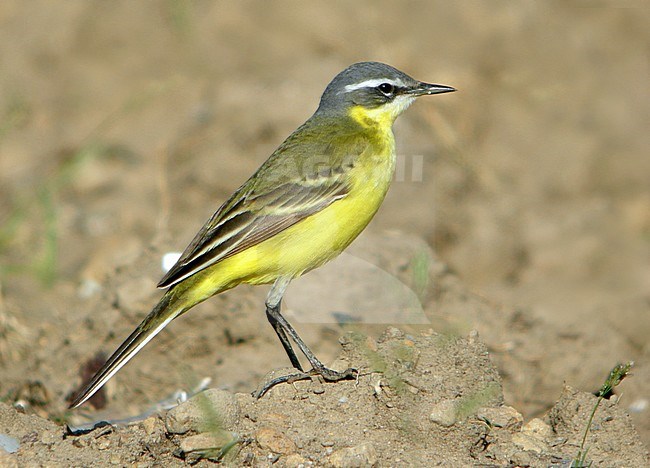 Adult male Eastern Yellow Wagtail (Motacilla tschutschensis tschutschensis) during spring migration on Heuksan Do in South Korea. stock-image by Agami/Aurélien Audevard,