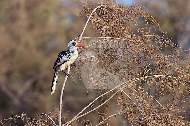 Western Red-billed Hornbill (Tockus kempi) sitting in a tree. stock-image by Agami/David Monticelli,