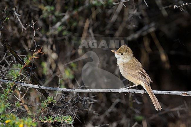 Thick-billed Warbler - Dickschnabel-Rohrsänger - Arundinax aedon ssp. aedon, Russia, adult stock-image by Agami/Ralph Martin,