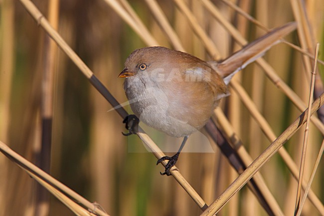 Vrouwtje Baardman in het riet, Female Bearded Reedling in reed stock-image by Agami/Daniele Occhiato,