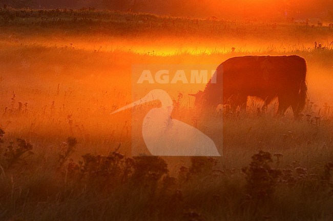 Schotse Hooglander grazend bij zonsopkomst; Highland Cow grazing at sunrise stock-image by Agami/Menno van Duijn,