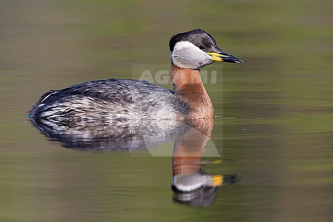 Red-necked Grebe (Podiceps grisegena), adult swimming in a lake stock-image by Agami/Saverio Gatto,