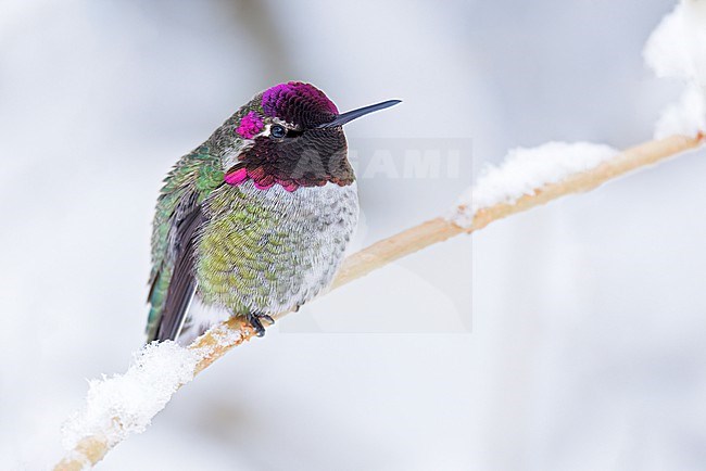 Wintering male Anna's hummingbird (Calypte anna) in Canada. Perched on a snow covered branch. stock-image by Agami/Glenn Bartley,