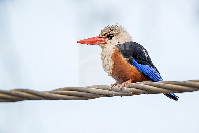Adult Grey-headed Kingfisher perched on a wire in Barragem de Figuera Gorda, Santiago. June 6, 2018. stock-image by Agami/Vincent Legrand,