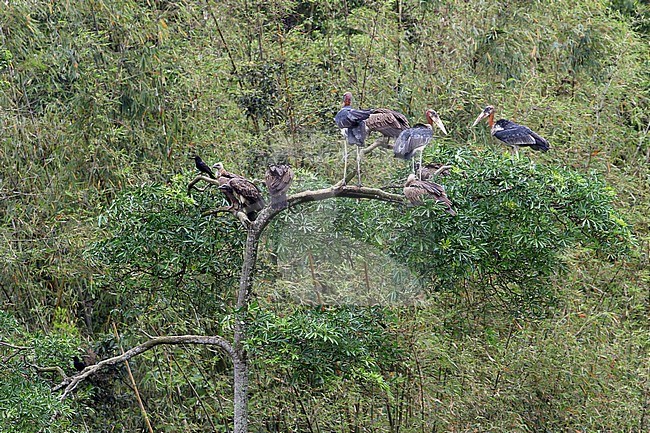 Slender-billed Vulture (Gyps tenuirostris) with Greater Adjutant (Leptoptilos dubius) perched in a tree in Kaziranga NP stock-image by Agami/James Eaton,