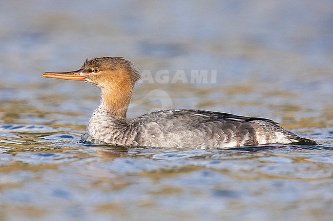 Red-breasted Merganser (Mergus serrator),  side view of a female-like bird swimming, Campania, Italy stock-image by Agami/Saverio Gatto,