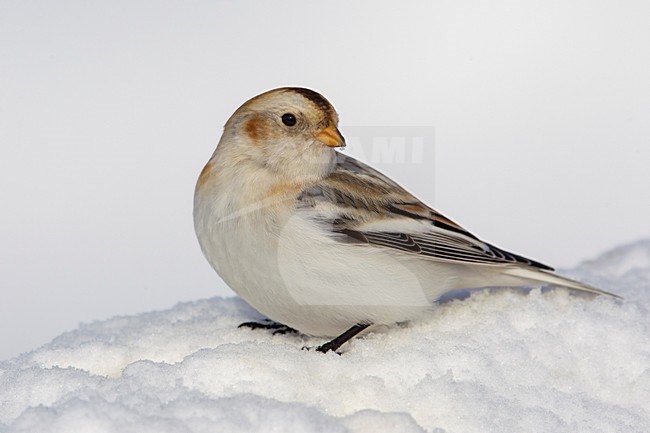 Sneeuwgors; Snow Bunting; Plectrophenax nivalis stock-image by Agami/Daniele Occhiato,
