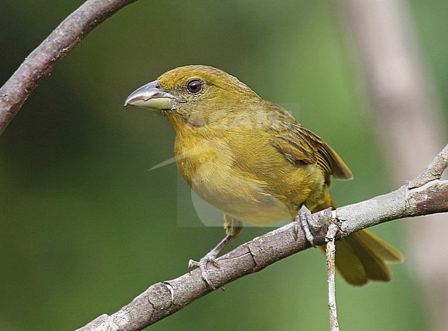 A female Tooth-billed Tanager (Piranga lutea) at ProAves Tangaras Reserve, El Carmen de Atrato, Choco, Colombia. stock-image by Agami/Tom Friedel,