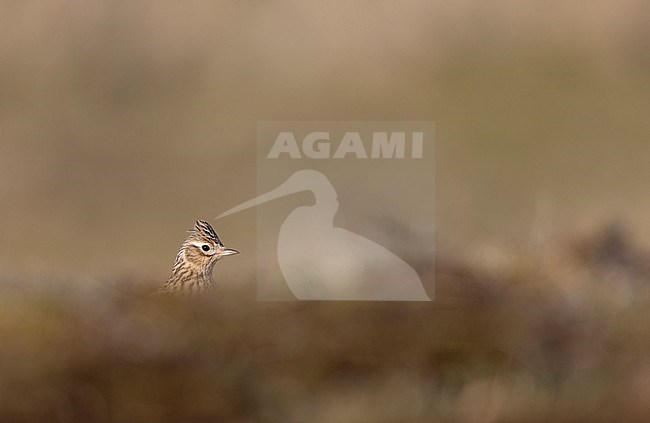 Eurasian Skylark (Alauda arvensis) walking on ground in a meadow in Zealand, Denmark stock-image by Agami/Helge Sorensen,