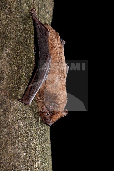 Hangende Rosse Vleermuis, Common Noctule hanging stock-image by Agami/Theo Douma,