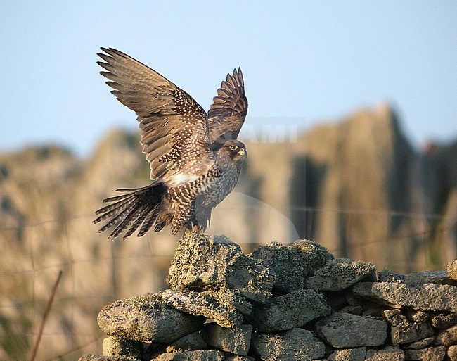 Gyrfalcon (Falco rusticolus) on Ouessant island, France. A rare arctic vagrant to France. Perched on a stone wall. stock-image by Agami/Aurélien Audevard,