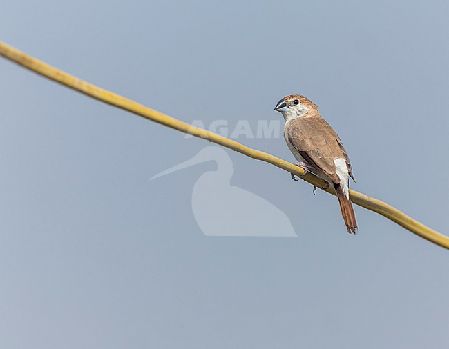 Indian Silverbill, Euodice malabarica, in India. stock-image by Agami/Marc Guyt,