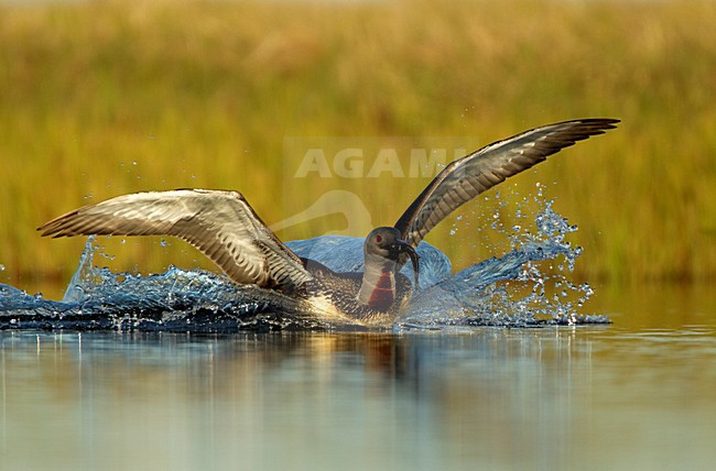 Zomerkleed Roodkeelduiker with fish, Summerplumage Red-throated Loon mer vis stock-image by Agami/Danny Green,
