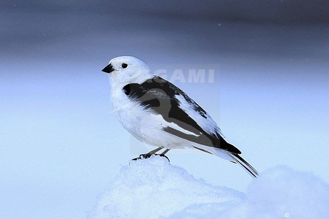 Snow Bunting (Plectrophenax nivalis) taken the 13/06/2022 at Barrow - Alaska. stock-image by Agami/Nicolas Bastide,