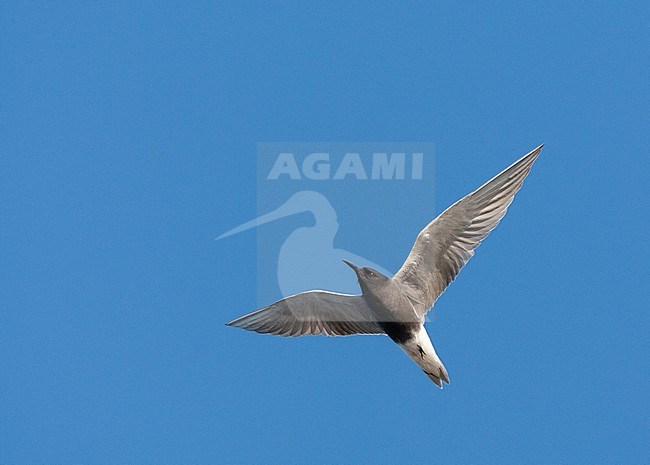 Black Tern (Chlidonias niger) in flight near a breeding colony in the Netherlands. Seen from below, looking upwards. stock-image by Agami/Marc Guyt,