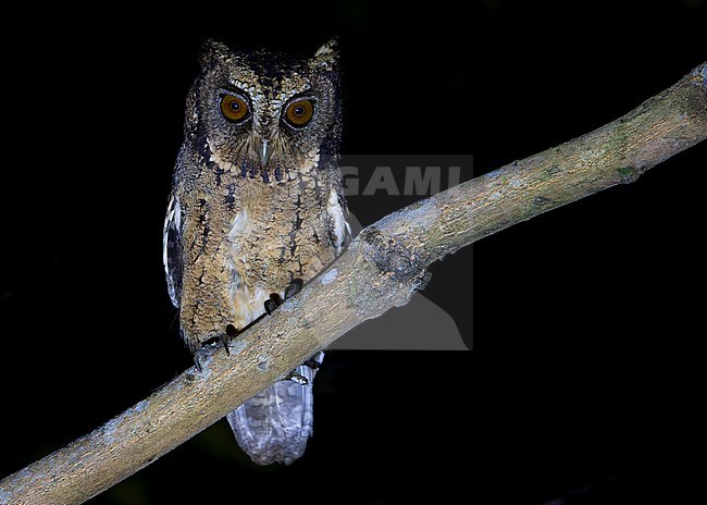 Sunda Scops Owl (Otus lempiji ssp lempiji) at night posing on a branch looking alert. stock-image by Agami/Lennart Verheuvel,
