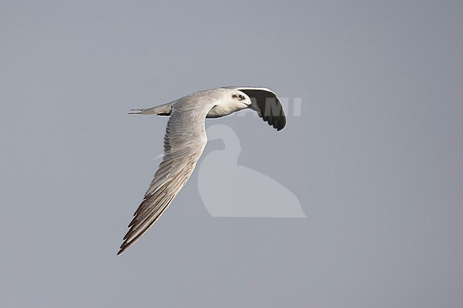 immature gull-billed tern (Gelochelidon nilotica) in winter plumage in flight, found at Lake Hawassa in Ethiopia stock-image by Agami/Mathias Putze,
