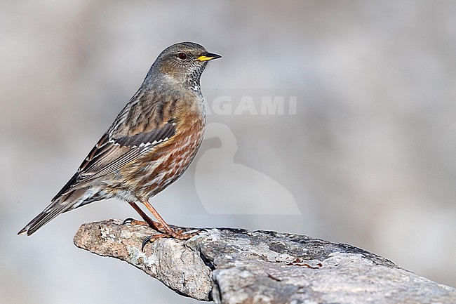 Alpine Accentor, Alpenheggemus, Prunella collaris stock-image by Agami/Daniele Occhiato,