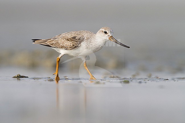 Terek Sandpiper - Terekwasserläufer - Xenus cinereus, Oman, nonbreeding stock-image by Agami/Ralph Martin,