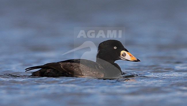 Onvolwassen man Brilzee-eend; Immature male Surf Scoter (Melanitta perspicillata) stock-image by Agami/Mike Danzenbaker,