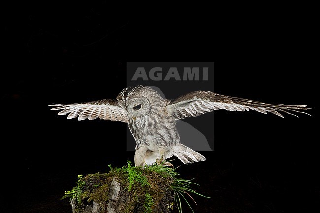 Adult Tawny Owl (Strix aluco) perched on a tree stump in the Aosta valley in northern Italy. Balancing just after landing. stock-image by Agami/Alain Ghignone,