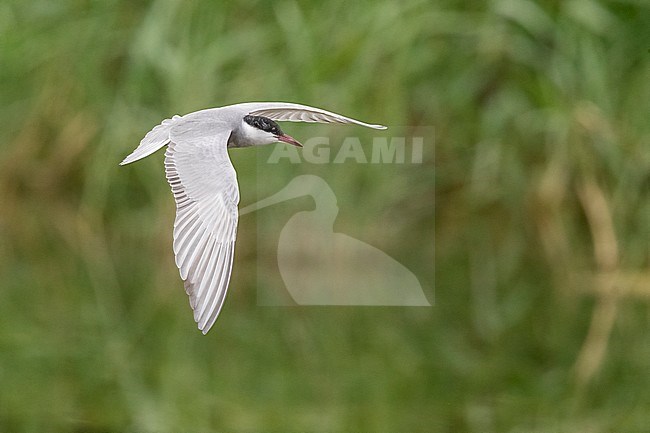 Whiskered Tern (Chlidonias hybrida),  adult in flight, Campania, Italy stock-image by Agami/Saverio Gatto,