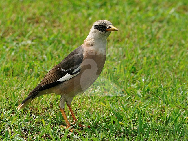 Vinous-breasted Myna (Acridotheres leucocephalus) standing on grass. Also known as vinous-breasted starling. stock-image by Agami/Alex Vargas,