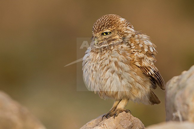 Little Owl - Steinkauz - Athene noctua saharae, Morocco, adult stock-image by Agami/Ralph Martin,