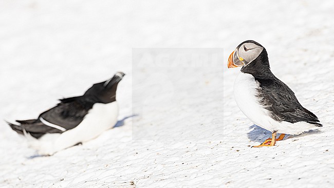  stock-image by Agami/Menno van Duijn,