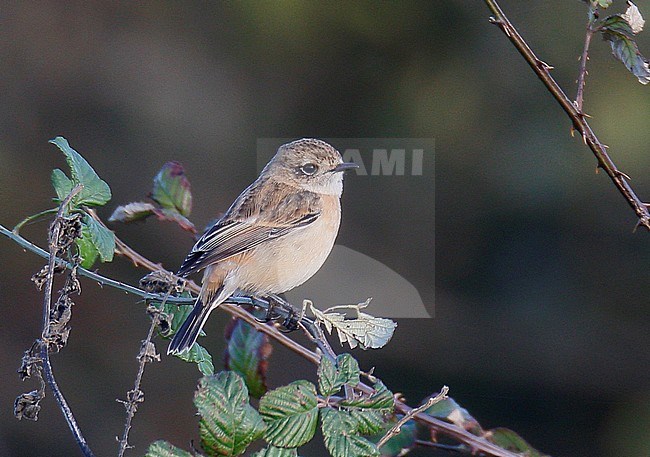 First-winter Stejneger's Stonechat (Saxicola stejnegeri) during autumn migration at Salthouse, Norfolk, England. stock-image by Agami/Steve Gantlett,