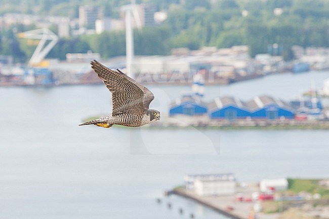 Slechtvalk in vlucht boven stad, Peregrine Falcon in flight above city stock-image by Agami/Wil Leurs,
