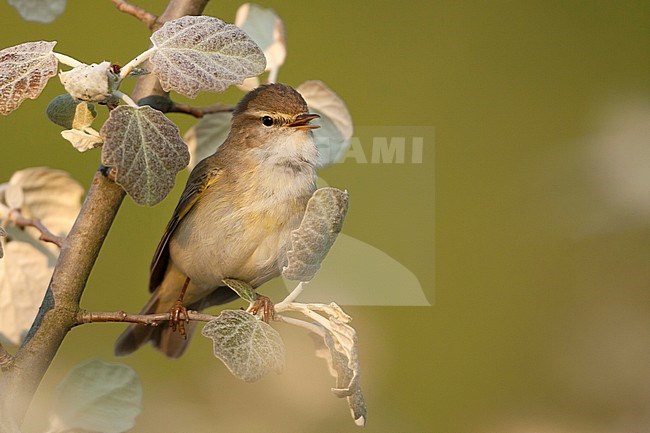 Willow Warbler - Fitis - Phylloscopus trochilus ssp. trochilus, Germany stock-image by Agami/Ralph Martin,