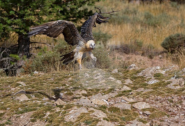 Bearded Vulture in flight, Lammergier in de vlucht stock-image by Agami/Alain Ghignone,