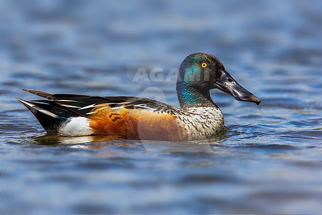 Slobeend, Northern Shoveler stock-image by Agami/Daniele Occhiato,