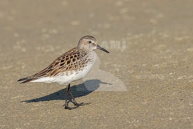 Adult breeding
Galveston Co., TX
April 2023 stock-image by Agami/Brian E Small,
