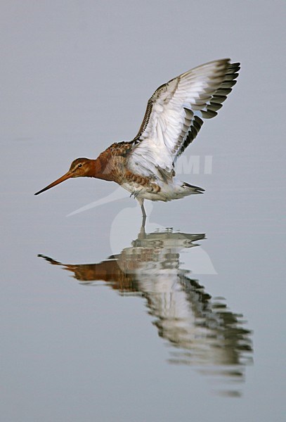 Grutto in water vleugels wijd; Black-tailed Godwit in water wing-stretching stock-image by Agami/Bill Baston,